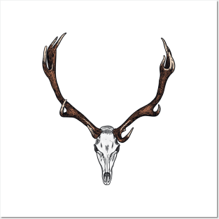 Skull and antlers of an elk Posters and Art